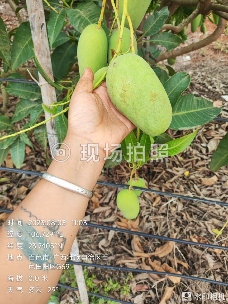 四季蜜芒，嫩果