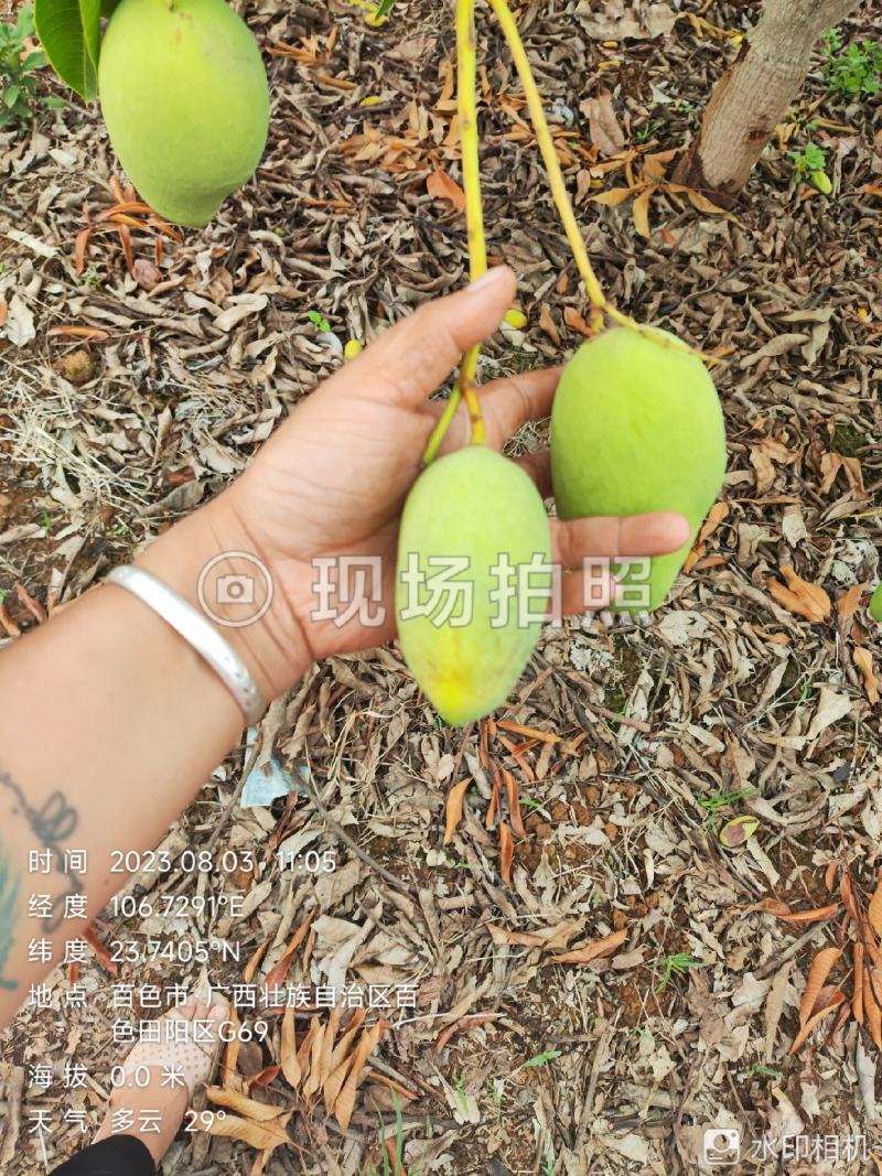 四季蜜芒，嫩果