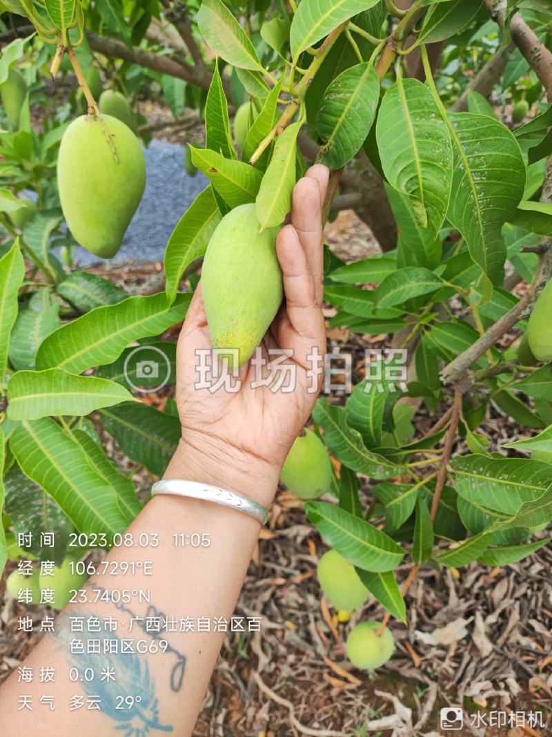 四季蜜芒，嫩果