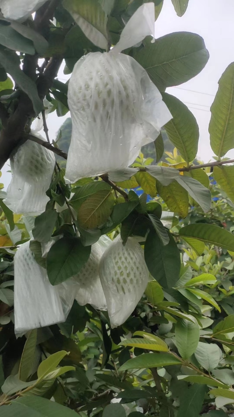 红心芭乐白心奶油芭乐产地代办供应批发市场档口社区团购