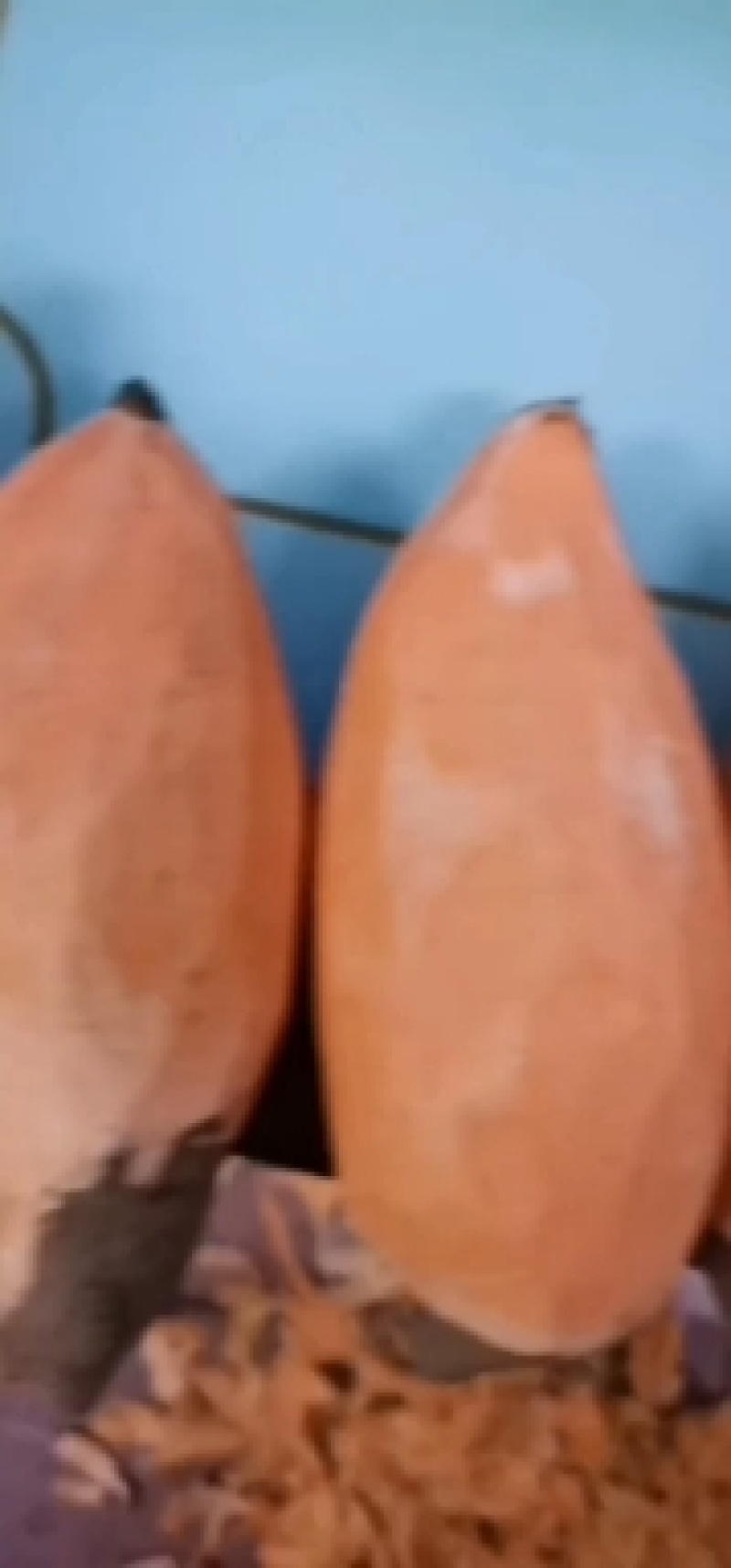 【热销推荐】红薯，万亩种植基地西瓜红红薯，供货电商商超