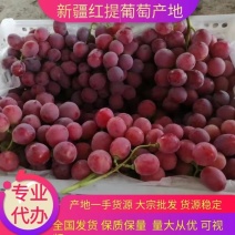 【推荐】新疆红提大量上市，规格齐全，全国发货