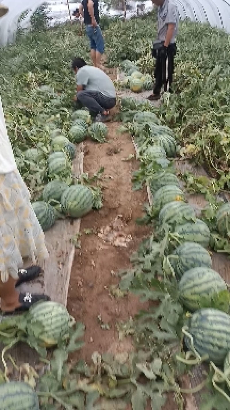 甘肃庆阳无籽美都，对接个大市场，档口，电商，现摘现发