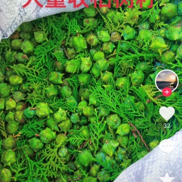 柏树籽