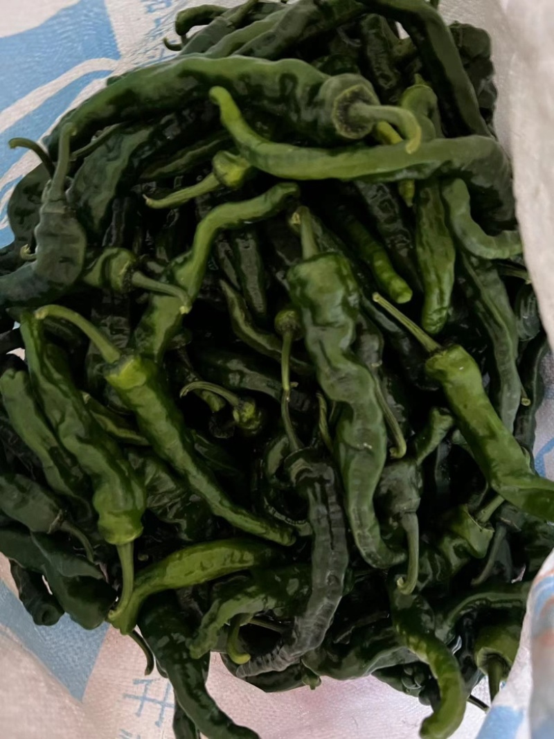 小皱皮辣椒山东辣椒大量上市产地直发实力代办代发