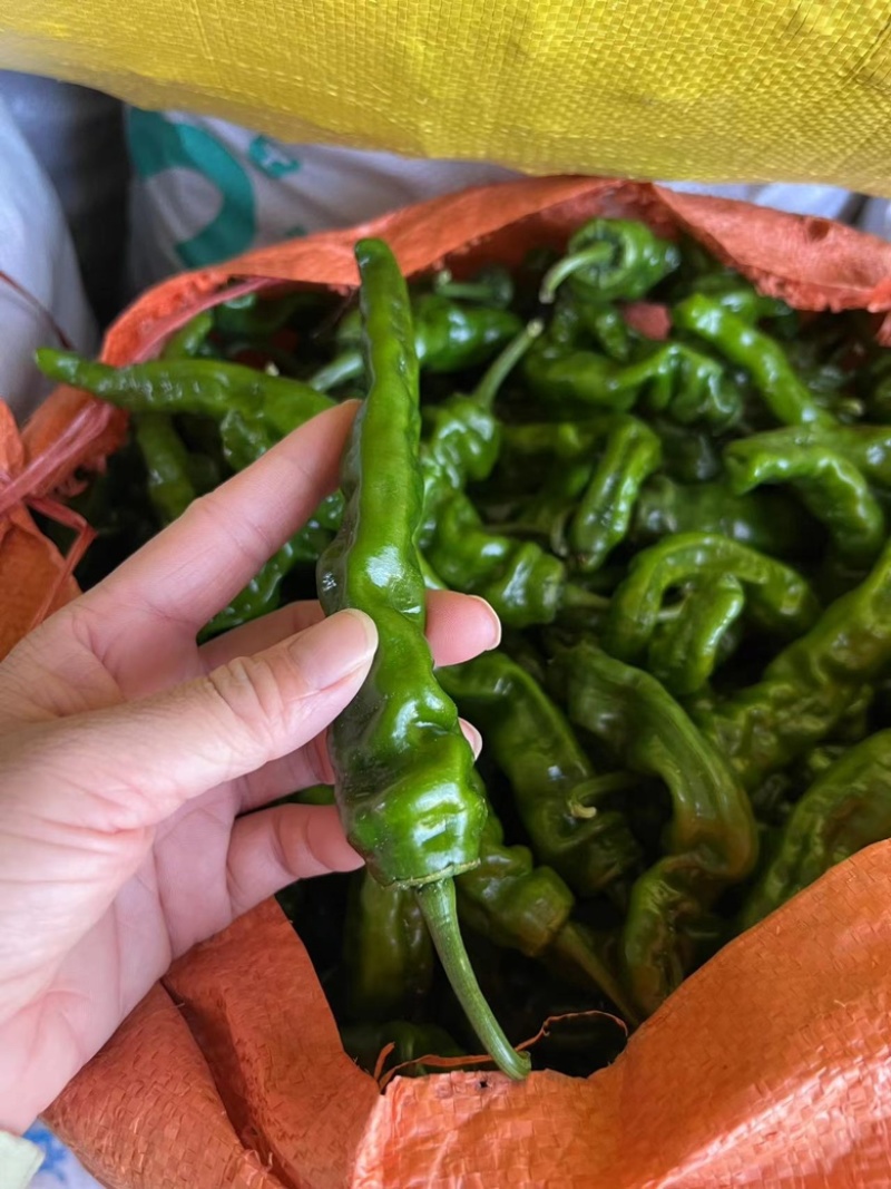 小皱皮辣椒山东辣椒大量上市产地直发实力代办代发