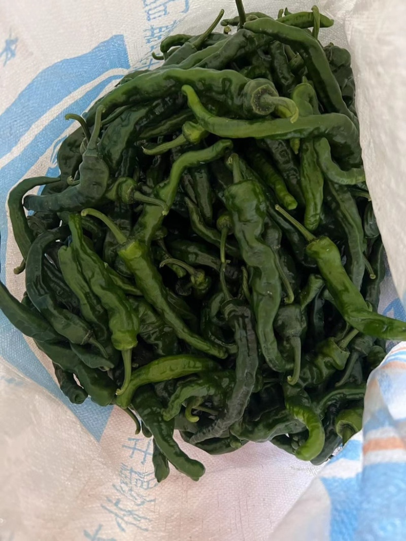 小皱皮辣椒山东辣椒大量上市产地直发实力代办代发