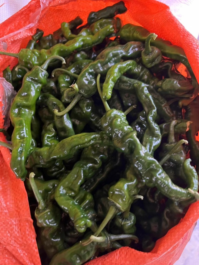 小皱皮辣椒山东辣椒大量上市产地直发实力代办代发