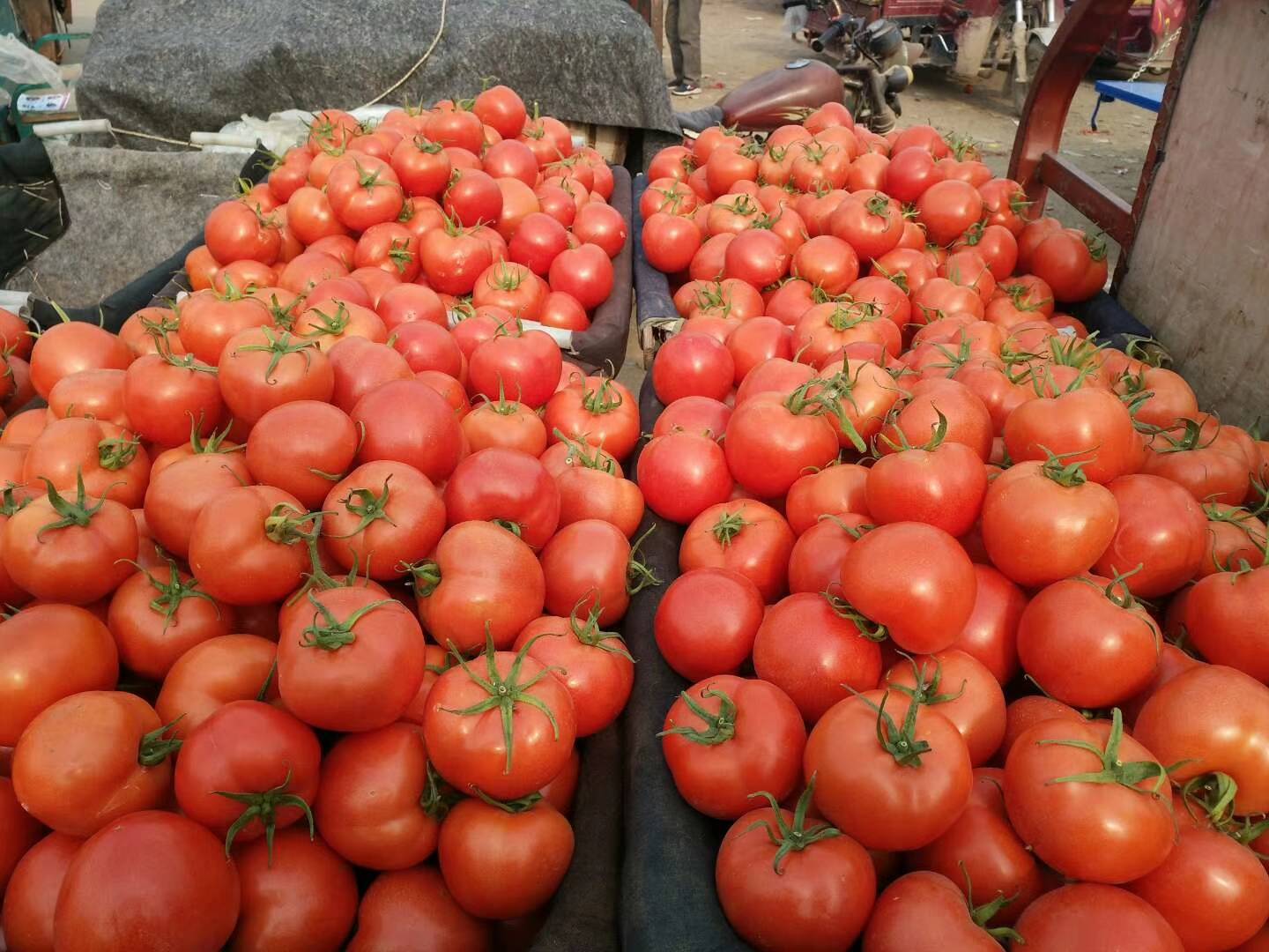 番茄与西红柿名称对比