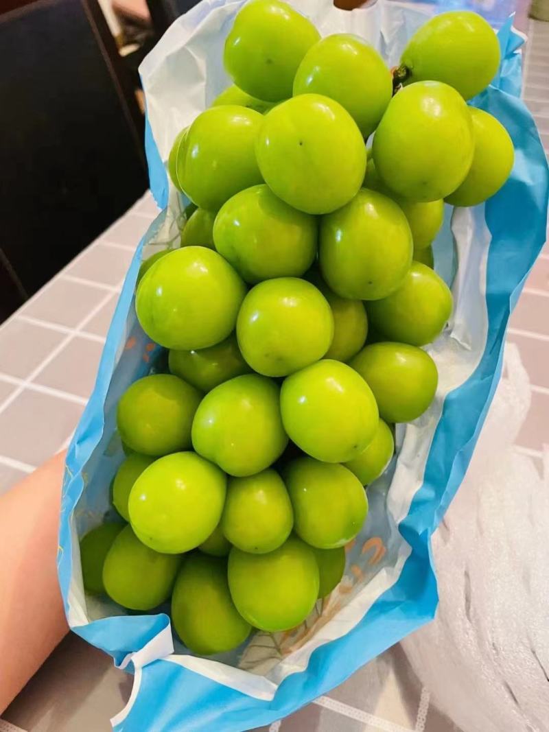 推荐，优质阳光玫瑰，品质好，底糖16，专业代发，小贩勿扰