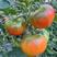 草莓柿子苗铁皮柿子苗草莓番茄苗，草莓柿子种子草莓番茄种子