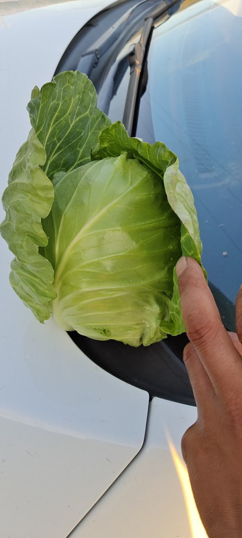 张家口精品中甘甘蓝热卖中，宣度好，基地直供，大量供应！