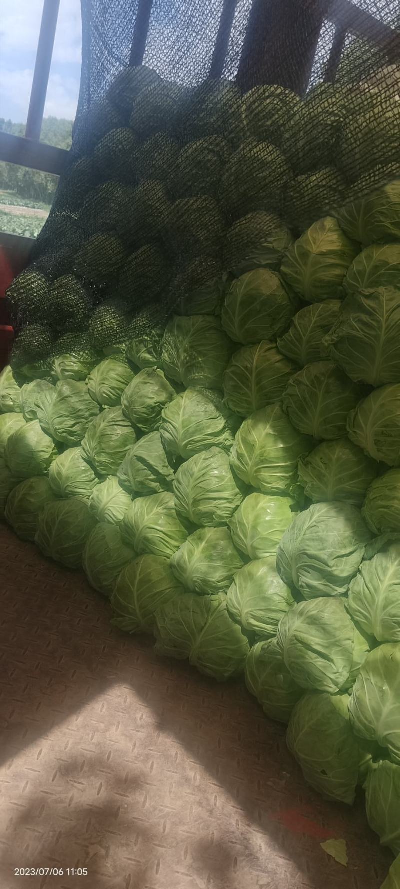 张家口精品中甘甘蓝热卖中，宣度好，基地直供，大量供应！