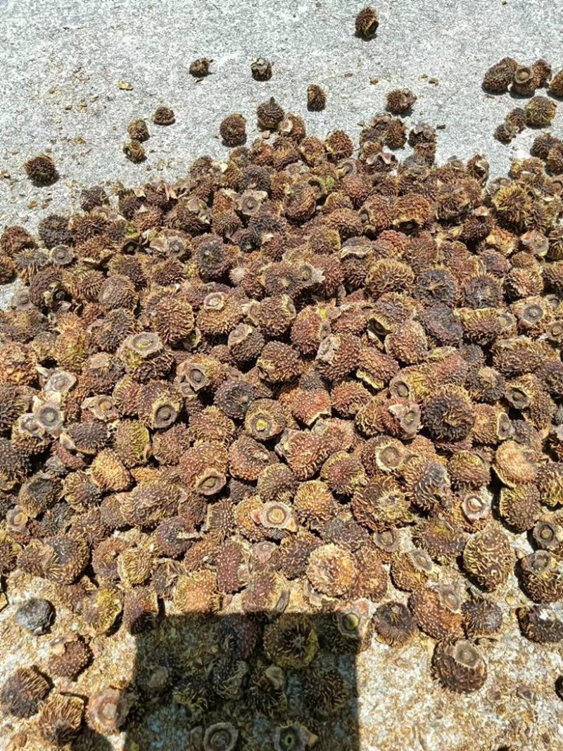 贵州野生刺梨