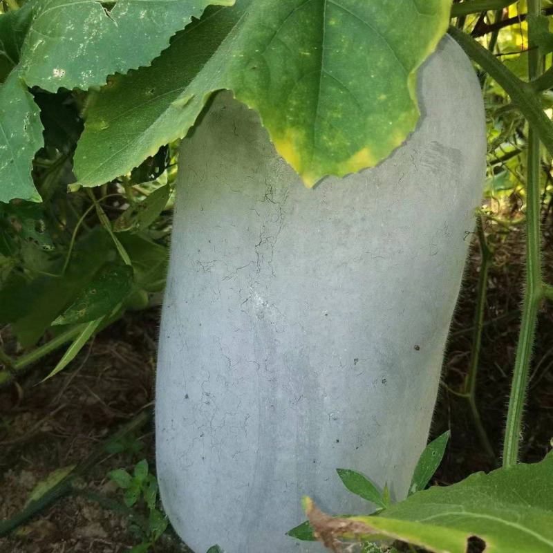 海南中桶白皮冬瓜