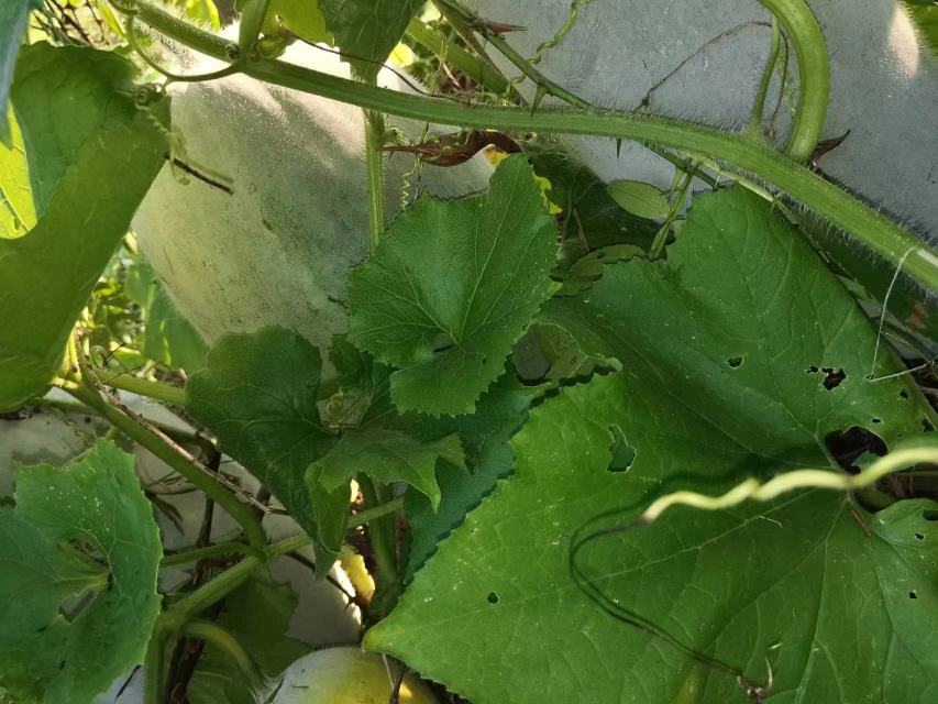 白皮冬瓜皮与水同煮,制作清热解暑饮品 冬瓜皮煮水示意图