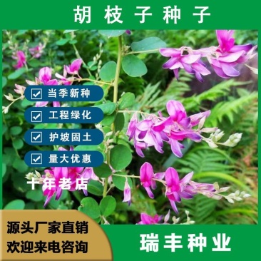 胡枝子种子护坡多年生四季易活绿化固土草籽可以视频看货