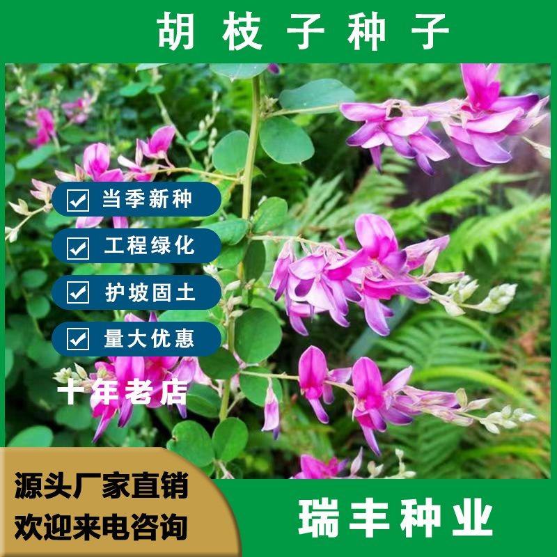 胡枝子种子护坡多年生四季易活绿化固土草籽可以视频看货
