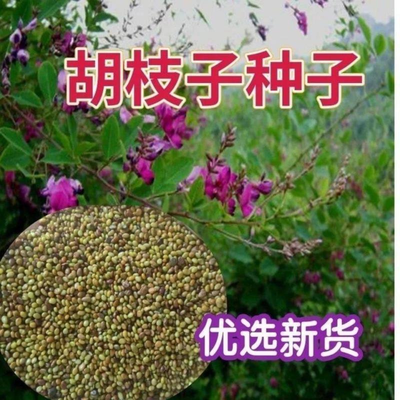 胡枝子种子护坡多年生四季易活绿化固土草籽可以视频看货