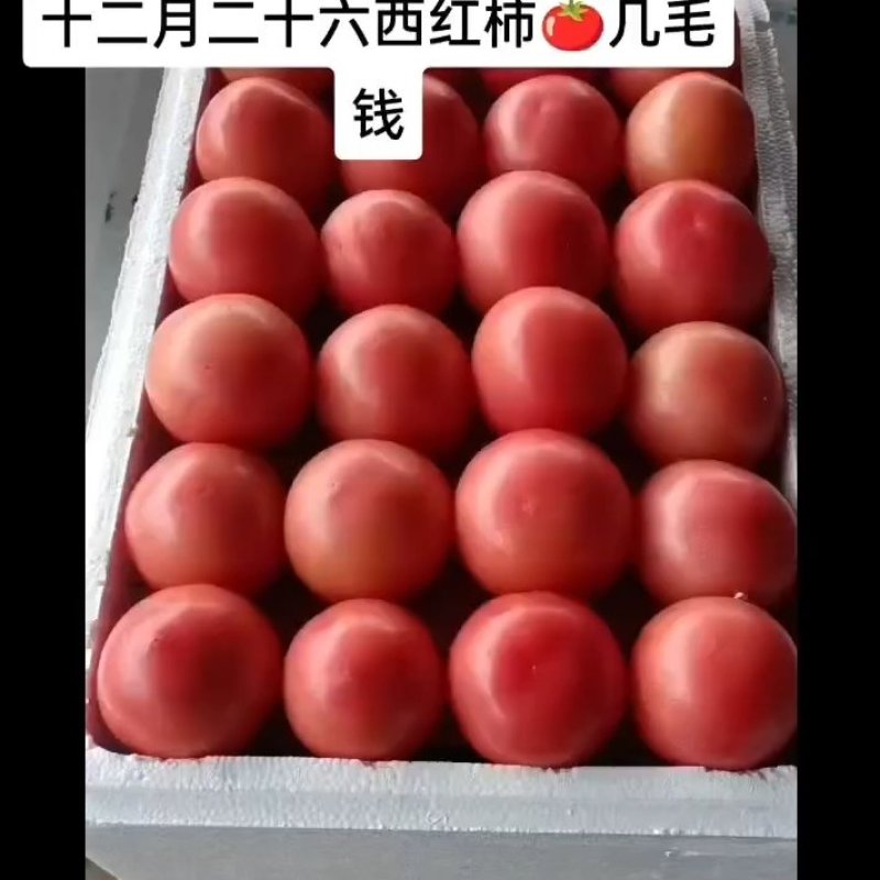 精品西红柿