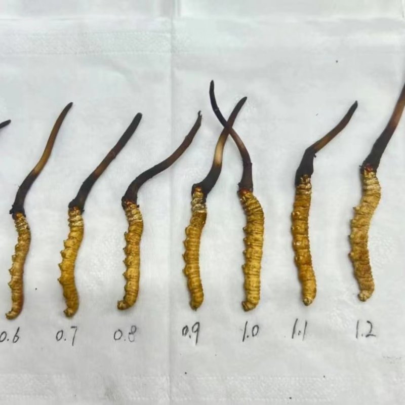 小金县冬虫夏草现挖现发品质保证价格公道