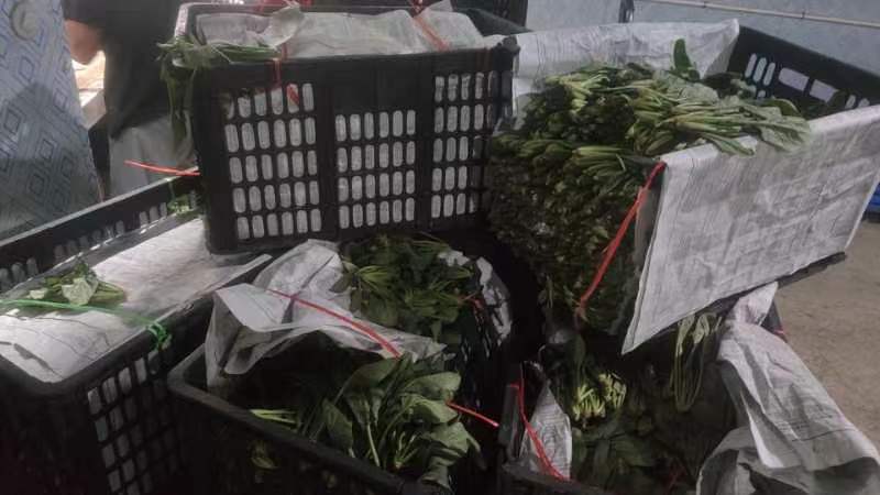 超市货架上的帝王绿菠菜包装产品展示