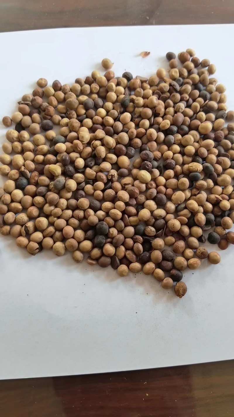 纯黄豆粒肥料级别100斤一袋货真价实