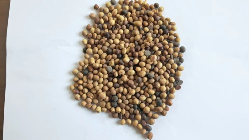 纯黄豆粒肥料级别100斤一袋货真价实