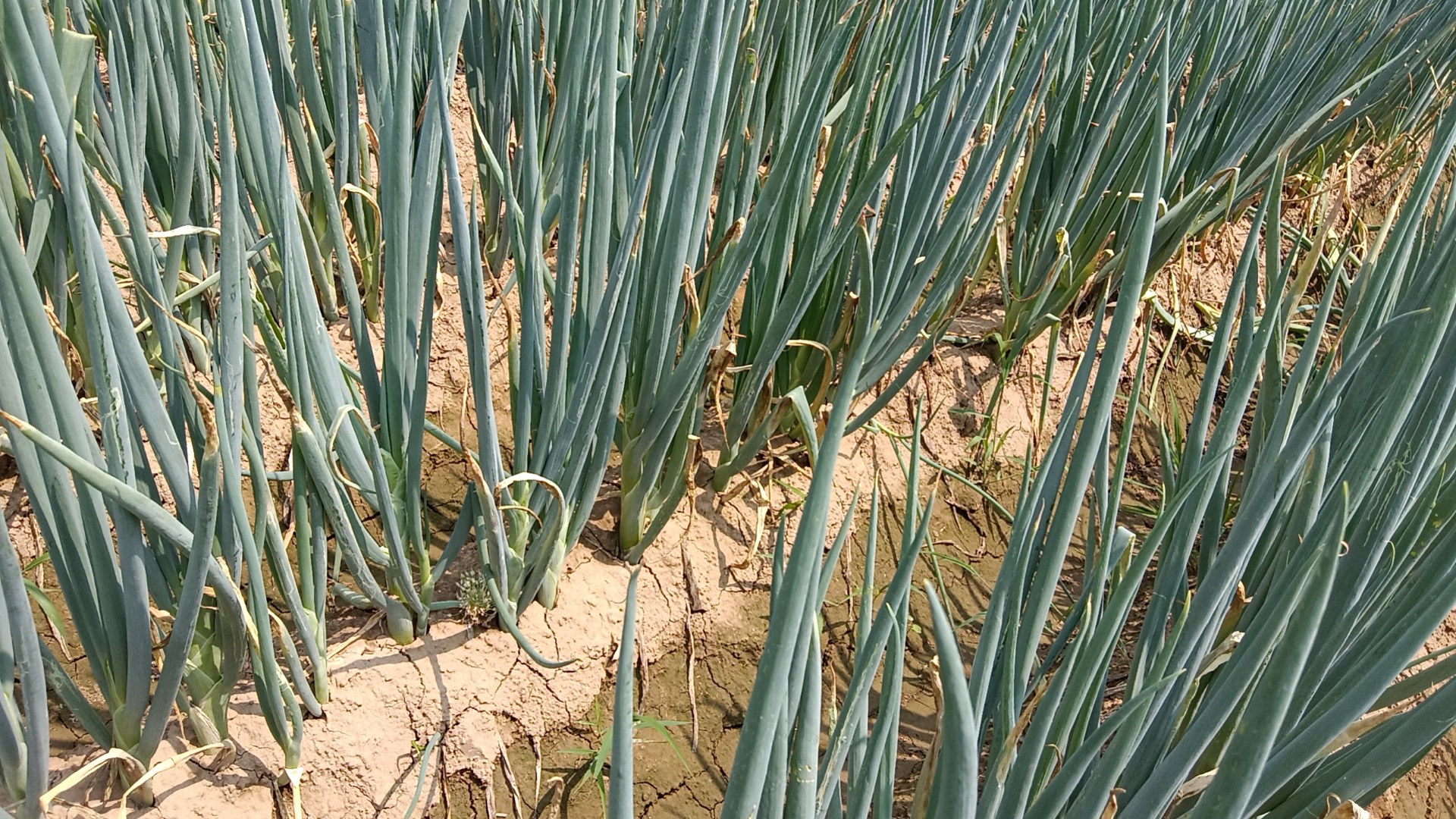 晾晒的大葱成捆挂在阳台