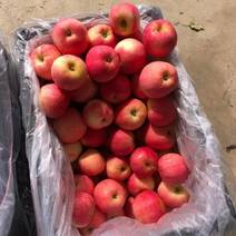 【实力商家】辽宁绥中嘎啦苹果大量上市产地发货品质保证