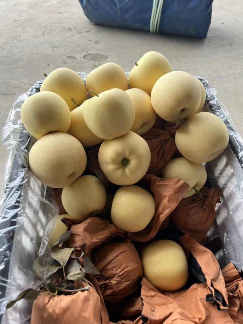 辽宁绥中黄元帅苹果个大脆甜多汁大量上市质量保证