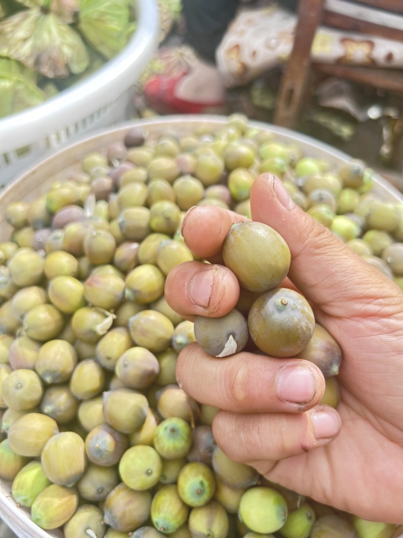 大量草莲，需要的联系