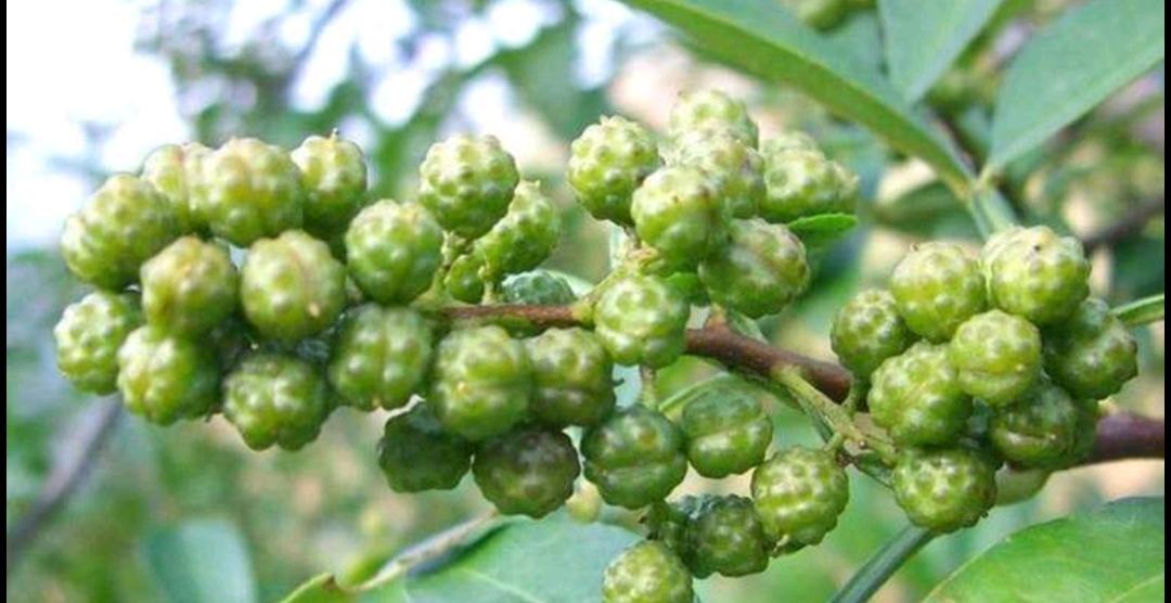 生态实拍图:野生或栽培花椒树(Zanthoxylum bungeanum)自然生长状态。主干及当年生枝条密布尖锐木质皮刺;奇数羽状复叶,小叶9–13枚,边缘具细钝锯齿;果序为顶生圆锥花序,着生数十枚未成熟青绿花椒果实,果皮表面腺点初显,部分向阳果实渐染淡粉色,呈现由青转红的阶段性发育特征 花椒树特写:枝条带粗壮皮刺,羽状复叶青翠,枝头悬挂成簇的青绿色未熟花椒果穗,部分果实已转为粉红,呈现典型“满天星”状排列