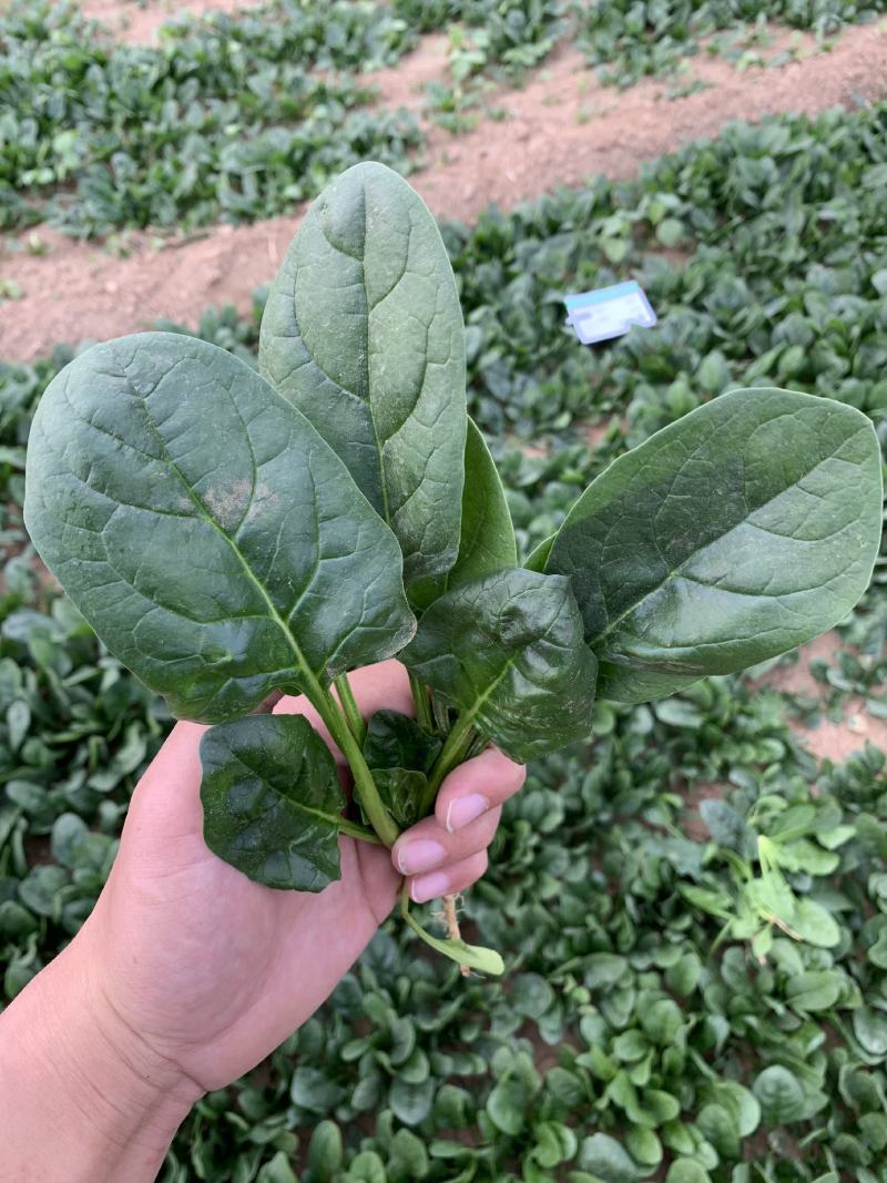 优美格兰特华盛F1菠菜种子墨绿叶抗病丰产优质耐贮
