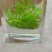 四川小叶苦丁青山绿水茶