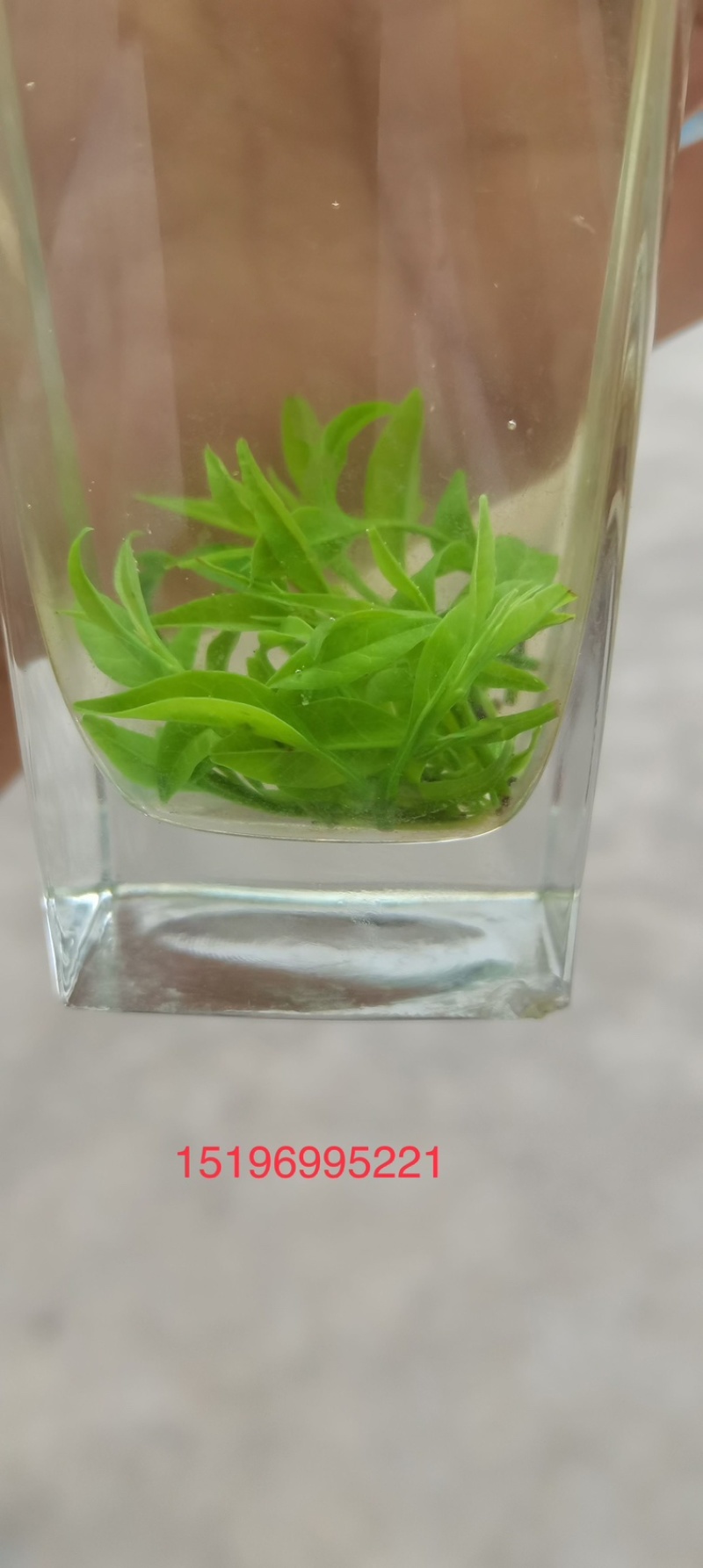 四川小叶苦丁青山绿水茶