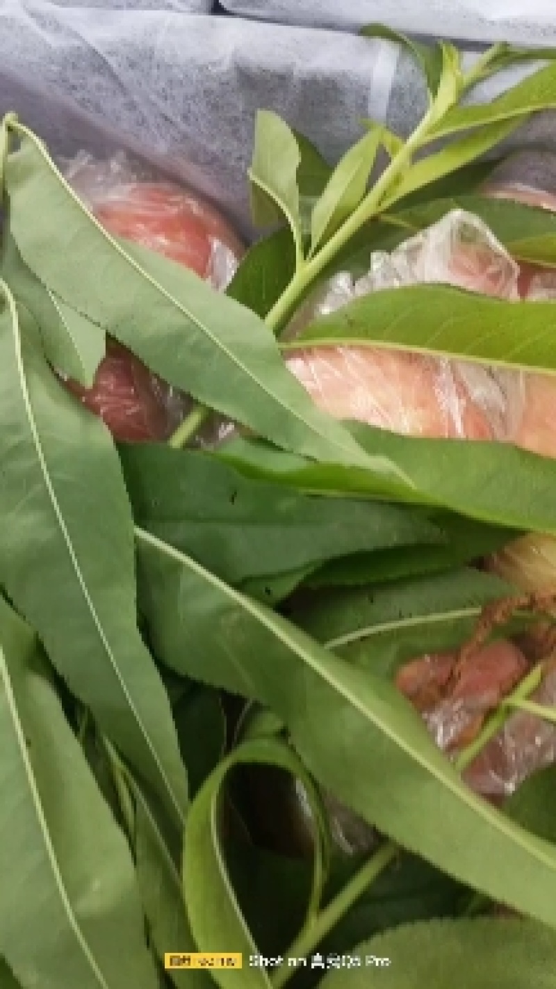 膜袋红不软桃