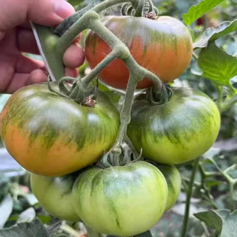 大果草莓番茄种子嘎啦果绿肩绿腚西红柿种籽丹东铁皮柿子苗子
