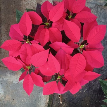 一品红，国庆租摆，园林布景花镜花坛，青州花卉基地