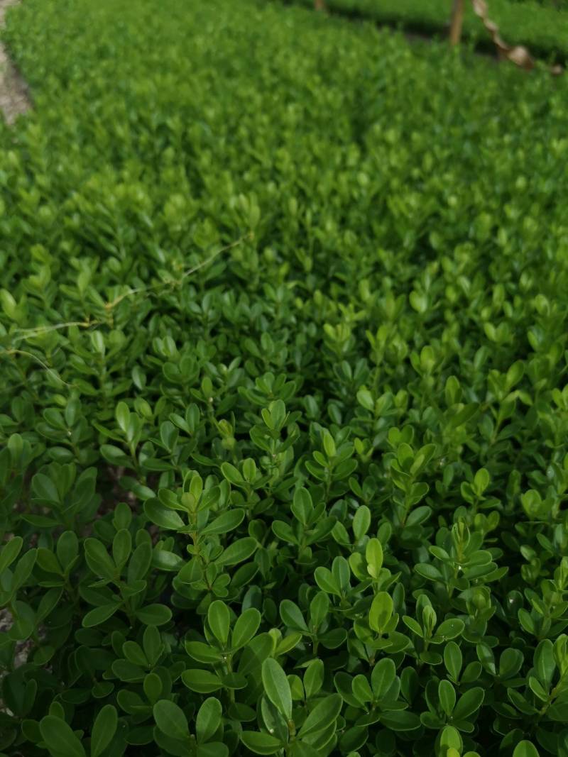 朝鲜黄杨床苗