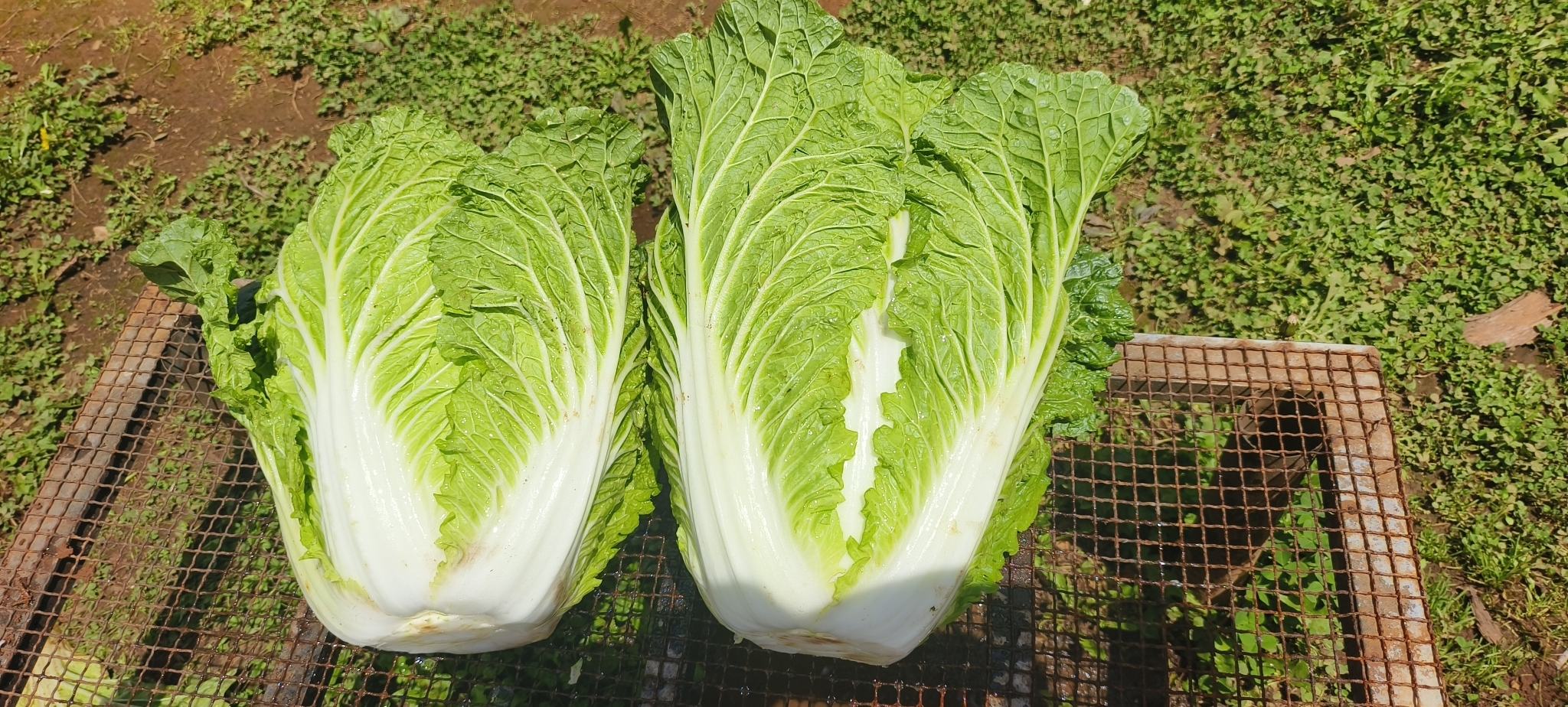 萝卜干煸特写