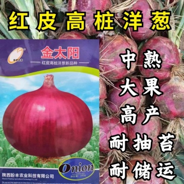 金太阳红皮高桩洋葱种子中熟晚熟耐抽苔高桩特高产洋葱种子