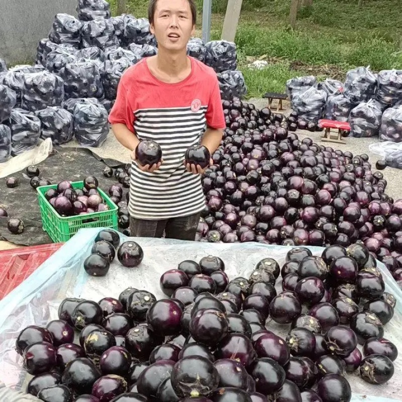 产地直供黑紫光茄子，精品茄子常年供货，（保质量）