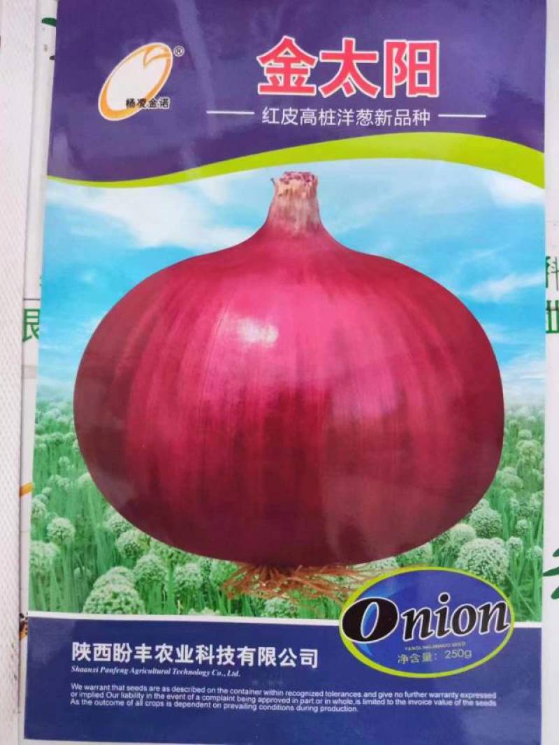 金太阳红皮高桩洋葱种子中熟晚熟耐抽苔高桩特高产洋葱种子