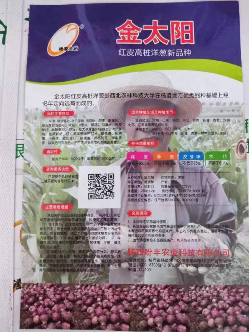金太阳红皮高桩洋葱种子中熟晚熟耐抽苔高桩特高产洋葱种子