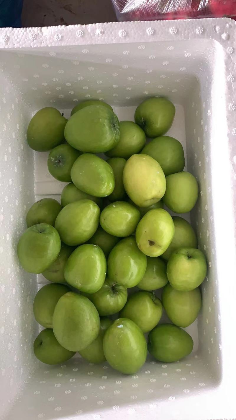云南大青枣西双版纳牛奶大青枣