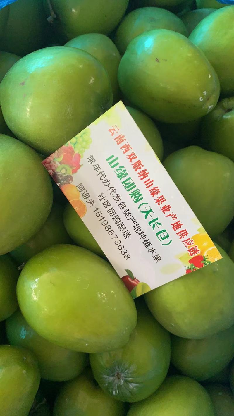云南大青枣西双版纳牛奶大青枣