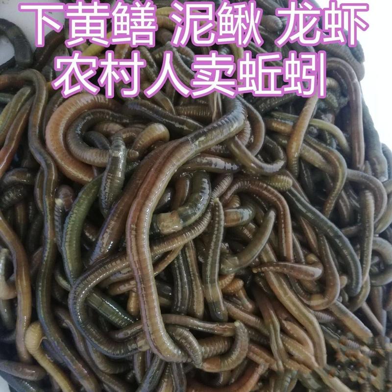 青蚯蚓苗，14一斤，量大可议jiang23-7