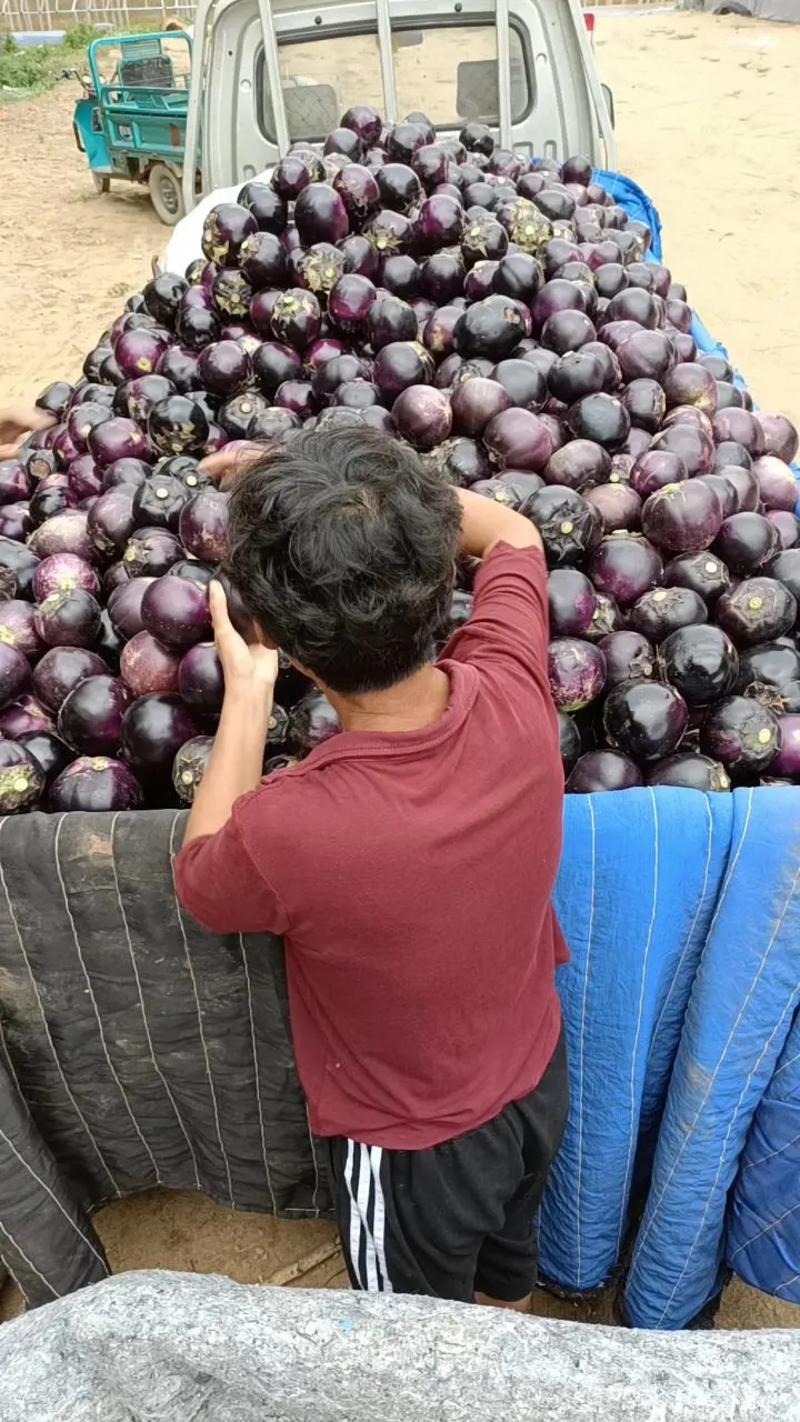 精品紫光圆茄子产地批发，对接全国批发市场电商零售