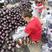 精品紫光圆茄子产地批发，对接全国批发市场电商零售